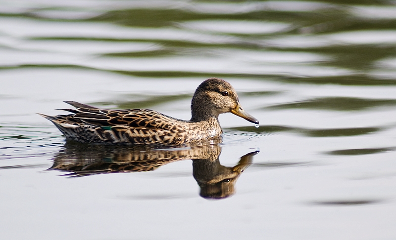 Krikkan - Eurasian Teal (Anas crecca) female.jpg